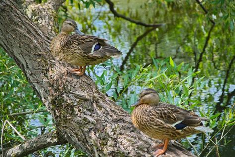 Two Ducks Sit On A Tree On The Shore Of A Pond In The Forest Stock