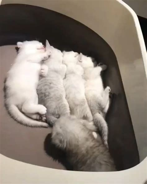 Several Kittens Are Huddled Together In An Open Toilet Bowl With The