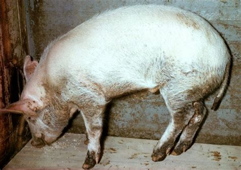 Parakeratosis In Pigs Integumentary System Merck Veterinary Manual