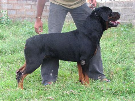 Rottweiler puppies are a heavy best price rottweiler puppy breed. Rottweiler Puppies for Sale(raghu 1)(9583) | Dogs for Sale ...