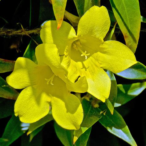 Yellow Jessamine At Pilgrim Place In Claremont California Photograph By