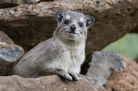 Collection by victoria babcock • last updated 3 weeks ago. Hyrax Facts: Animals of Africa - WorldAtlas.com