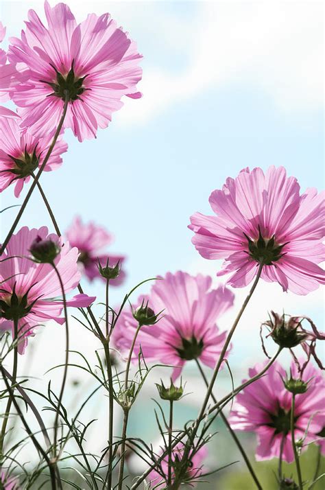 Cosmos Flower By Pixelplacebo