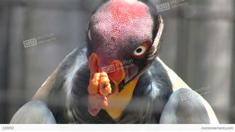 Free Photo Vulture Closeup Animal Bird Closeup Free Download