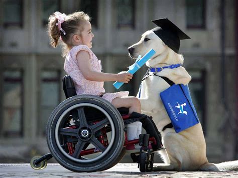 Assistance Dogs Classifications Of Dogs Helping People With