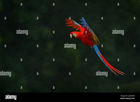Red Parrot In Rain Macaw Parrot Fly In Dark Green Vegetation Scarlet