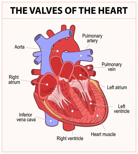 Diagram Of Human Heart Anatomy Premium Vector