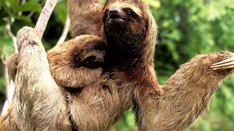 Pygmy Three Toed Sloth Endangered Danger Choices