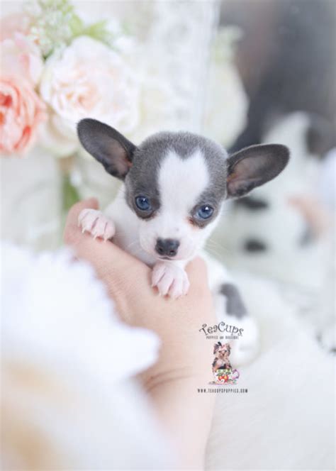 3 boys and a girl. Teacup Chihuahuas and Chihuahua Puppies For Sale by ...