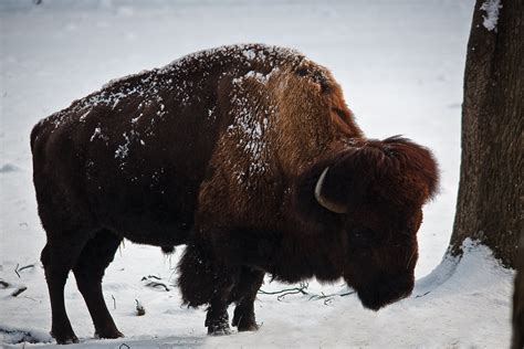 Large Bull Buffalo Winter Snow Profile Wildlife Free Nature Pictures