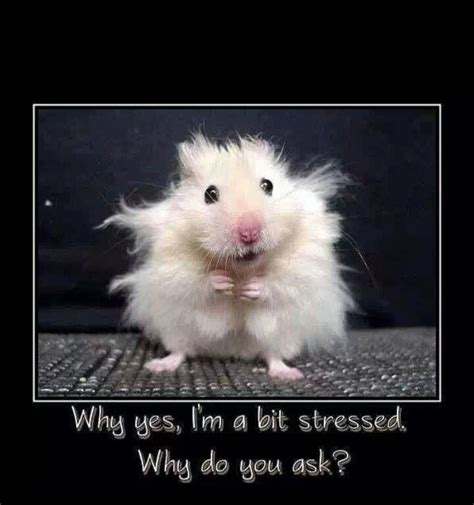 Awe Poor Hamster Funny Animal Pictures Funny Animals