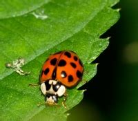 Asiatischer marienkäfer larve giftig für menschen. Asiatischer Marienkäfer - Harlekin-Marienkäfer ...