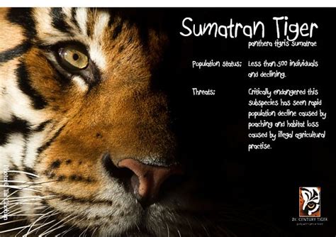 Sumatran Tiger Facts Tiger Facts Wild Tiger Tiger Conservation