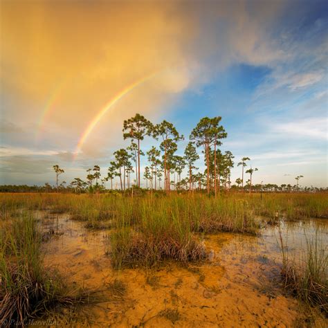 Rainbows Over The Pines Everglades National Park Florida Florida