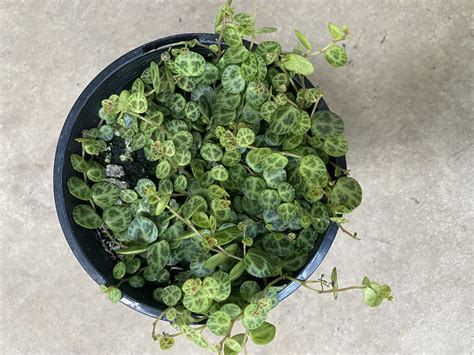 There are several methods you can use to propagate your string of turtles, though some are more effective than others, while some are also quicker than others. String Of Turtles - Westlake Nursery