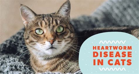 Heartworm In Cats Signs Diagnosis Treatment And Prevention Pet