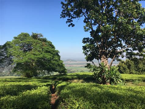 Walking Through Tea Plantation Mulanje Malawi Aguaplano
