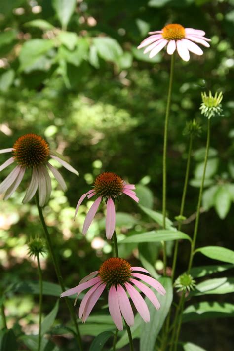 Maybe you would like to learn more about one of these? Native Florida Wildflowers: Purple Coneflower - Echinacea ...
