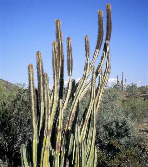 Senita Cactus And The Organ Pipe Cactus National Monument