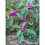 Florida Native Plants Beautyberry  Gardening In The Panhandle
