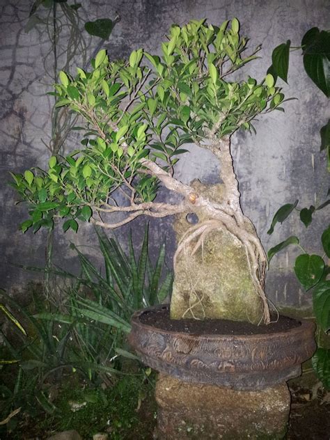 Improving the fig's root system. Ficus root over the rock ( in progress ) | Bonsai tree ...