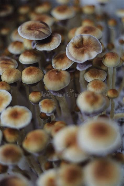 Microgrowing Of Psilocybe Cubensis Mushrooms Mycelium Of Psilocybin