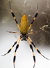 Banana Spider Images & Pictures - Becuo