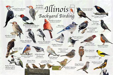 Birds of Illinois Backyard Birding Identification Picture - Etsy