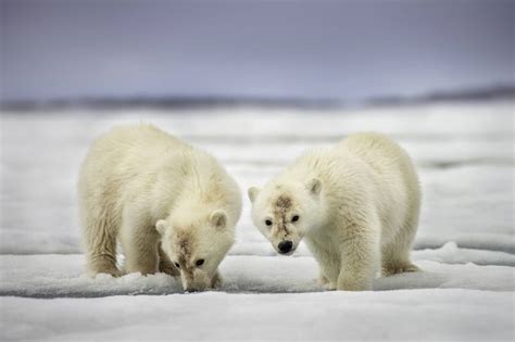 Polar Bears Cubs Also Known As The King Of The Arctic Is One Of The