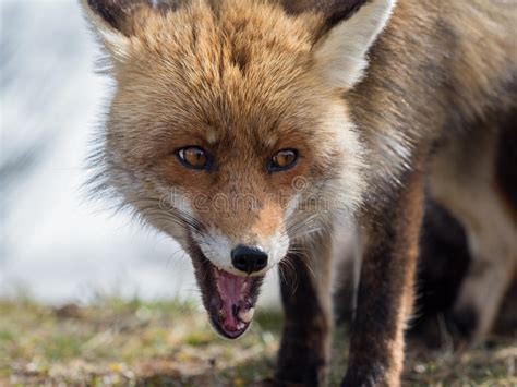 Renard Roux Vulpes Vulpes Closeuse Portrait Avec Bokeh Image Stock