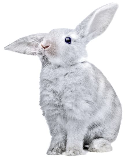 Rabbit PNG images, free png rabbit pictures download | Rabbit png, Rabbit pictures, Animal clipart