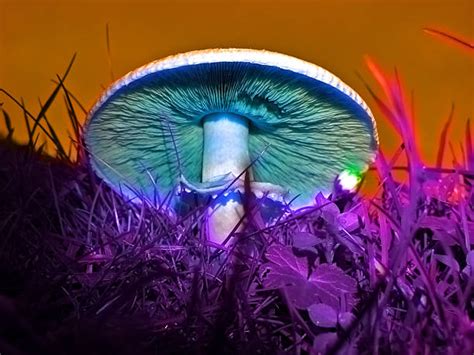 Best Psychedelic Mushroom Stock Photos Pictures And Royalty Free Images