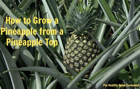 How To Grow A Pineapple Video Demo Healthy Home