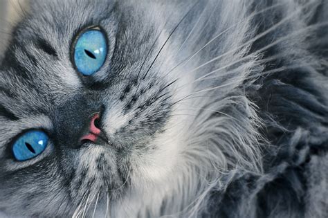 Persian Cat With Blue Eyes