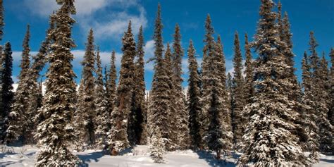 Boreal Forests Of North America Are Shrinking Geography Realm