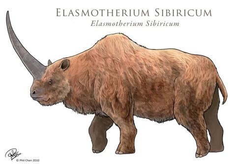 Показаны 13 файлов из 13, находящихся в. Elasmotherium | Prehistoric animals, Bizarre animals ...