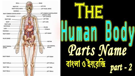 The Human Body Parts Name In Englishbanglaমানবদেহের অংশগুলোর নাম