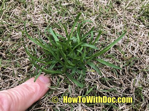 Winter Weeds In Bermuda Lawn Lawn Care