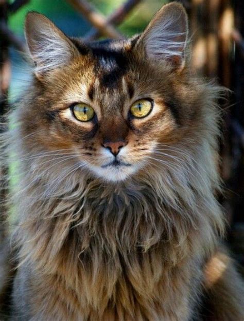 The Three Longest Furred Cat Breeds Munchkin Kitten Store