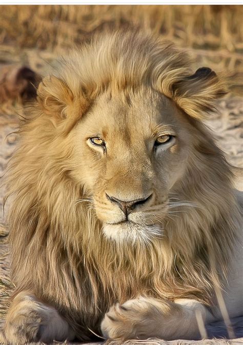 Majestic Lion Pictures Lion Safari Lion Images