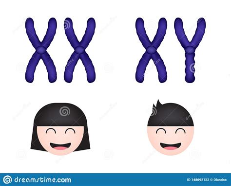 Sex Chromosome Women And Men Stock Illustration Illustration Of