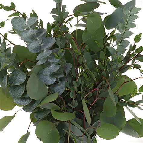 Mixed Eucalyptus Greenery Centerpiece Fiftyflowers