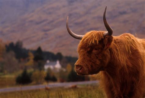 Scottish Farm And Estates Tour Visitscotland