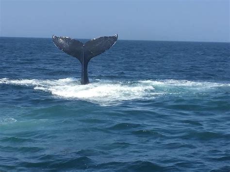 Everything You Need To Know Before Going On A Whale Watch