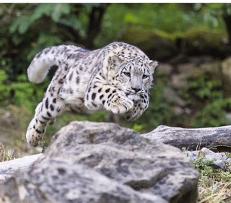 Clouded Snow Leopard Leaping For Prey Snow Leopard Wild Cats