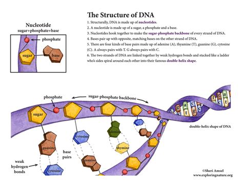 Dna Structure Vrogue Co
