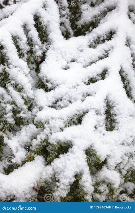 Coniferous Branches Covered With The Snow Stock Photo Image Of
