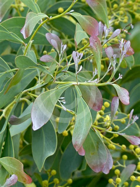 Acacia Caerulescens Alchetron The Free Social Encyclopedia