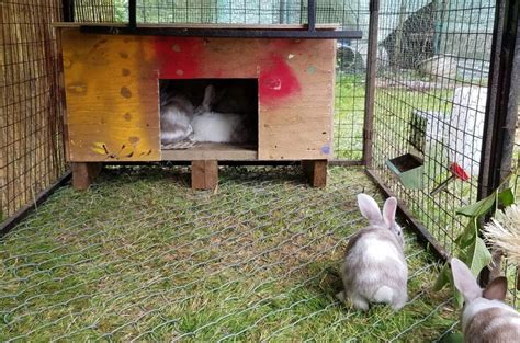 13 tips to raising rabbits for meat a farm girl in the making