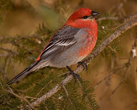 Montana Birds Canon Digital Photography Forums Birds Colorful